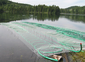 True Green Geothermal - horizontal loop installation